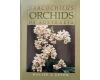 Sarcochilus Orchids of Australia